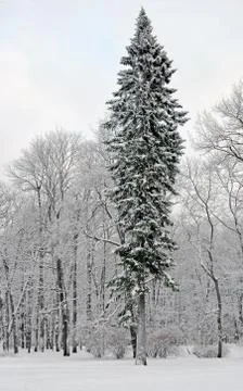 Fir-tree near deciduous trees in the winter Foto stock