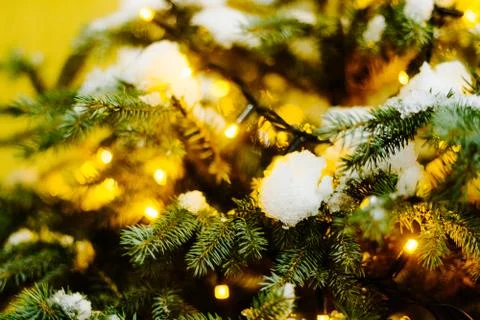 Fir tree needles close up with bokeh background and copy space Foto stock