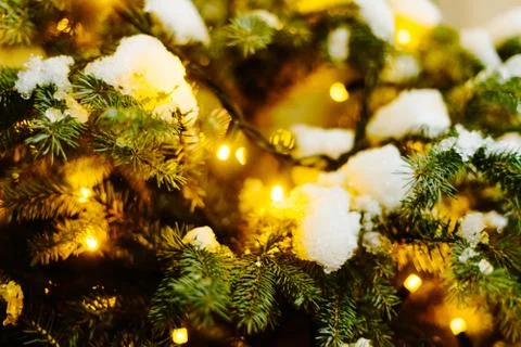 Fir tree needles close up with bokeh background and copy space Foto stock