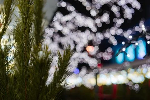 Fir tree needles close up with bokeh background and copy space 스톡 사진