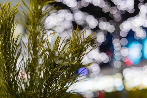 Fir tree needles close up with bokeh background and copy space Stock Photos