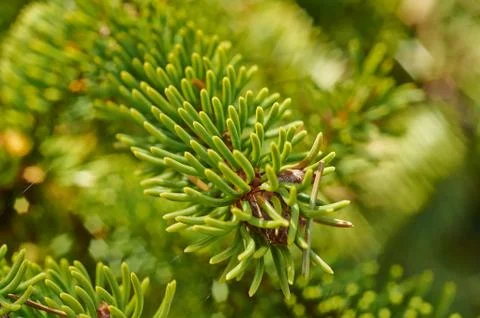 Fir-tree needles Stock Photos