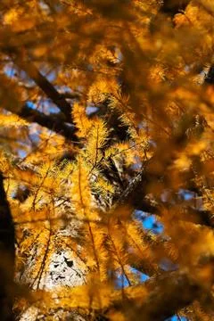 Fir-tree needles Stock Photos