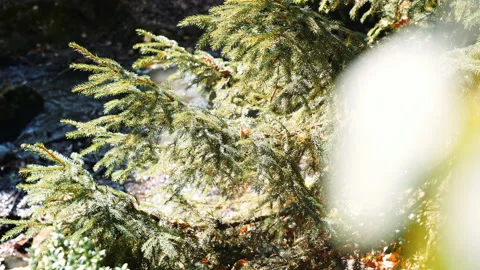Fir tree next to mountain stream Stock Footage 146739869