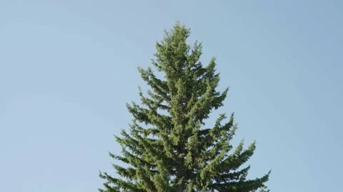 Fir tree over sky Stock Footage 144420593
