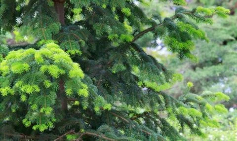 Fir tree Stock Photos