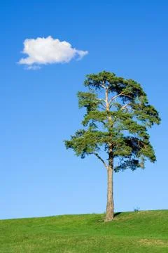 Fir tree Stock Photos