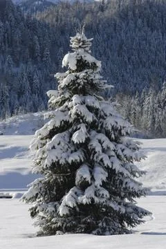 Fir tree Stock Photos