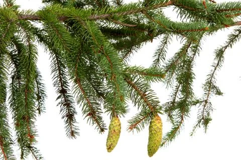 Fir tree Stock Photos