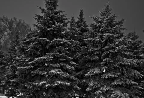 Fir-tree Stock Photos