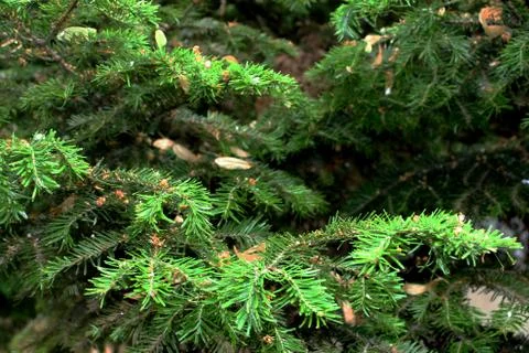 Fir tree Stock Photos