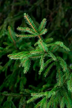 Fir tree Stock Photos