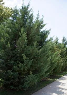 Fir Tree Stock Photos