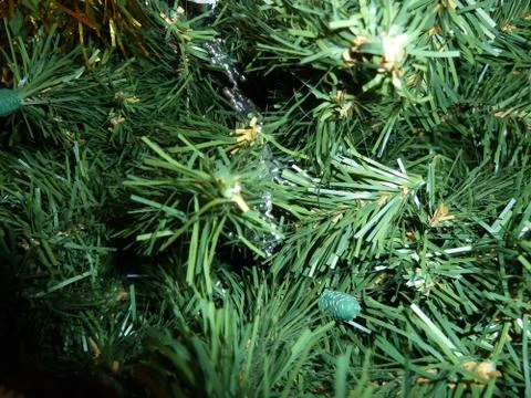 Fir tree Stock Photos