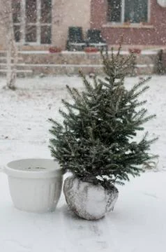 Fir Tree Stock Photos