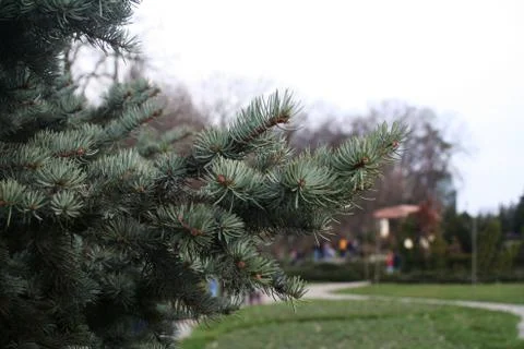 Fir tree Stock Photos