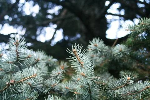Fir tree Stock Photos