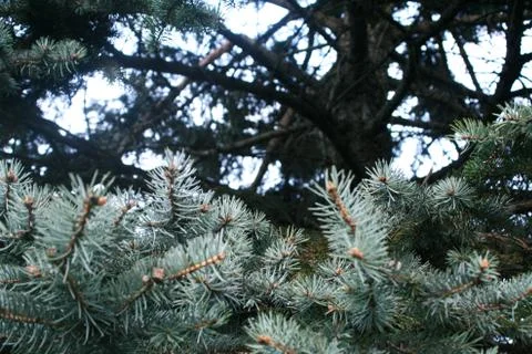 Fir tree Stock Photos