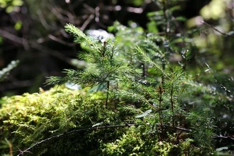 Fir tree Stock Photos