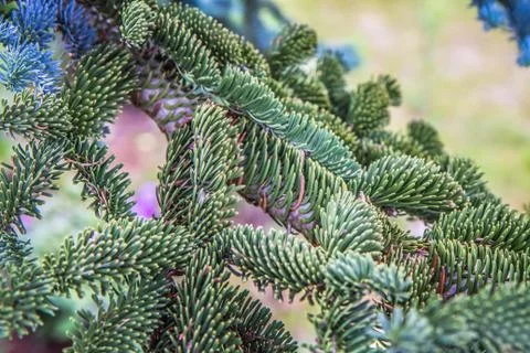 Fir tree Stock Photos