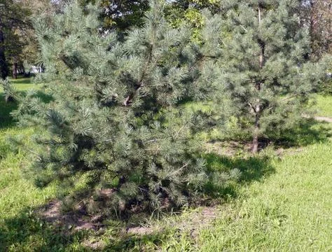 Fir tree Stock Photos