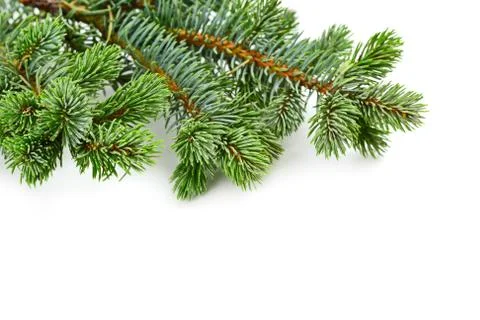 Fir tree Stock Photos