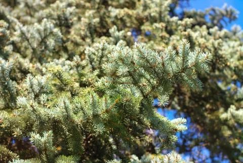 Fir tree Stock Photos