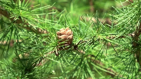 Fir tree, Pine tree branch , Close up of conifer cone blowing in wind Stock Footage 81263545