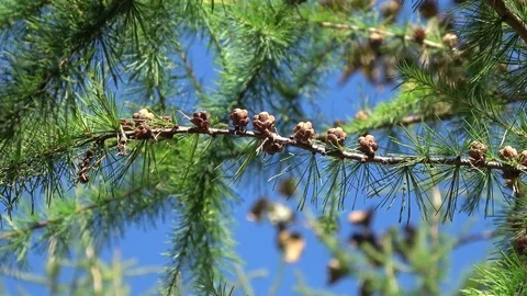 Fir tree, Pine tree branch , Close up of conifer cones blowing in wind Stock-Footage 81263547