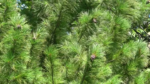 Fir tree, Pine tree branches blowing in the wind. Close up Stock-Footage 81263640