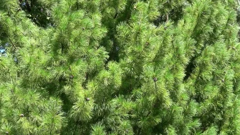 Fir tree, Pine tree branches blowing in the wind. Camera pan upwards 스톡 동영상 81263659