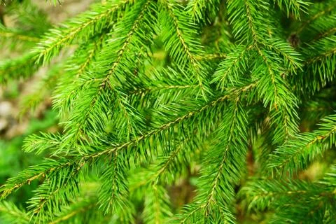 Fir Tree Plant Stock-Fotos