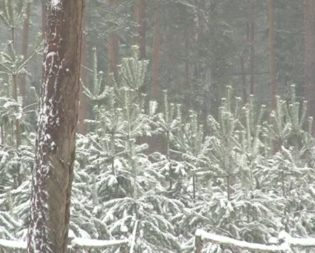 Fir tree plants winter Stock Footage 10833185