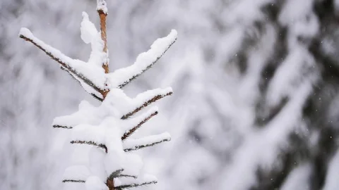 Fir Tree Pull Focus Through A Barbed Wire Stock Footage 85098901