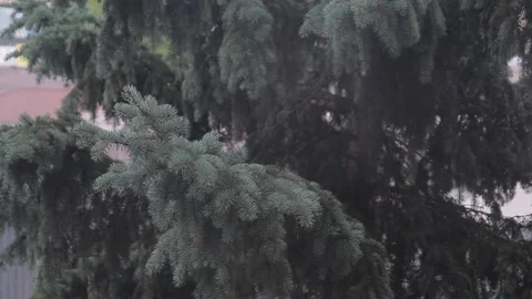Fir-tree in rain Stock Footage 177111630