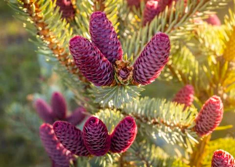 Fir tree with red cones Stock Photos
