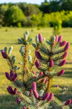 Fir tree with red cones Foto stock