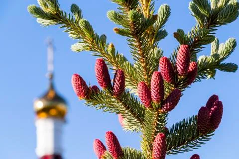 Fir tree with red cones Stock Photos