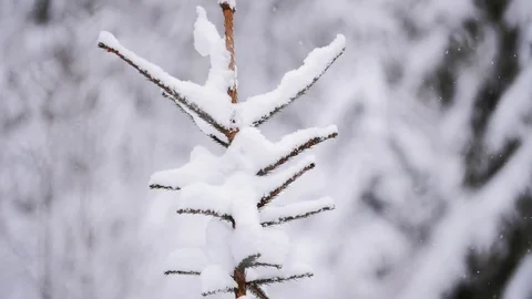 Fir Tree Seen Through Barbed Wire Pull Focus Stock-Footage 85099034