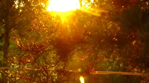 Fir-tree in the setting sun Stock Footage 79793469