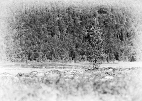 Fir tree single object vignette background Stock Photos