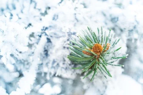 Fir tree with snow, blue macro background. Winter Christmas snowy weather Stock Photos