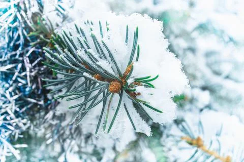 Fir tree with snow, blue macro background. Winter Christmas snowy weather Stock Photos