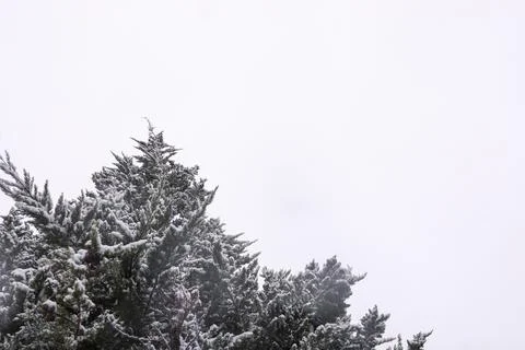Fir tree with snow on the branches Stock Photos