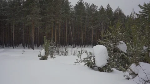The fir tree in the snow close-up with the forest on the background Stock Footage 104691822