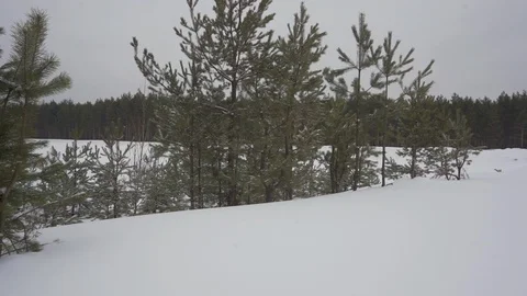 The fir tree in the snow close up with the forest on the background Stock Footage 104692175
