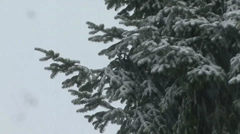 Fir tree snow flurry 03 Stock Footage 43462548