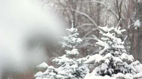 Fir-tree in snow Stock Footage 16900688