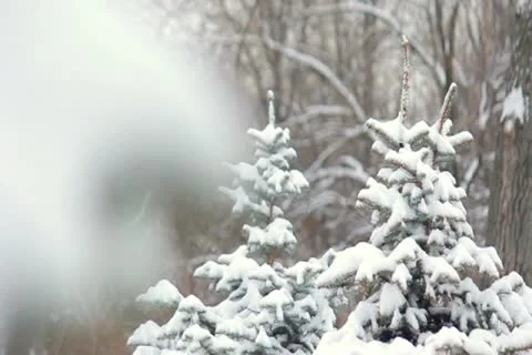 Fir-tree in snow Stock Footage 17026572