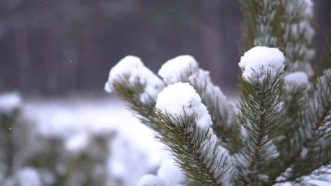Fir tree in the snow Stock Footage 100015332